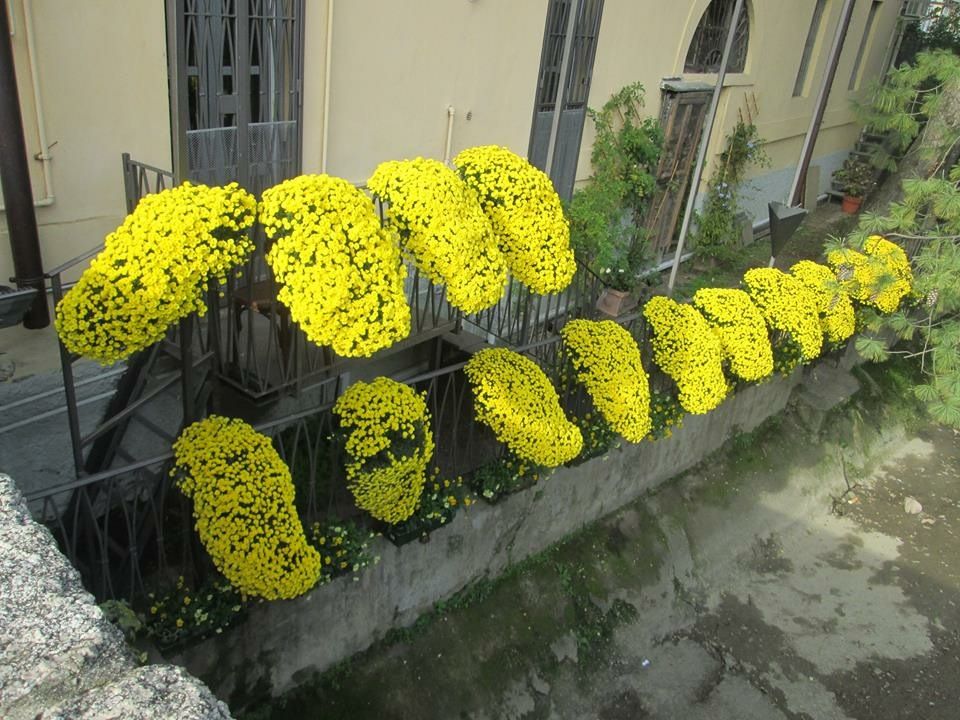 Crisantemi in piena fioritura sul davanzale di una balconata - foto dell'autrice
