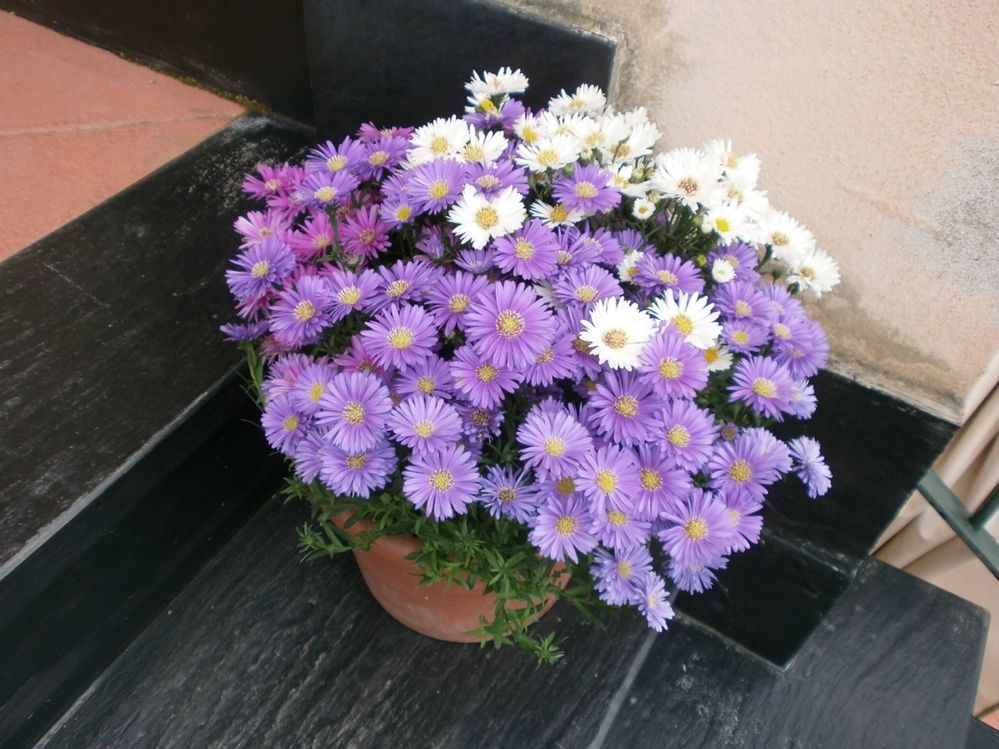 Settembrina fiorita in vaso: un'esplosione di colore! - foto dell'autrice