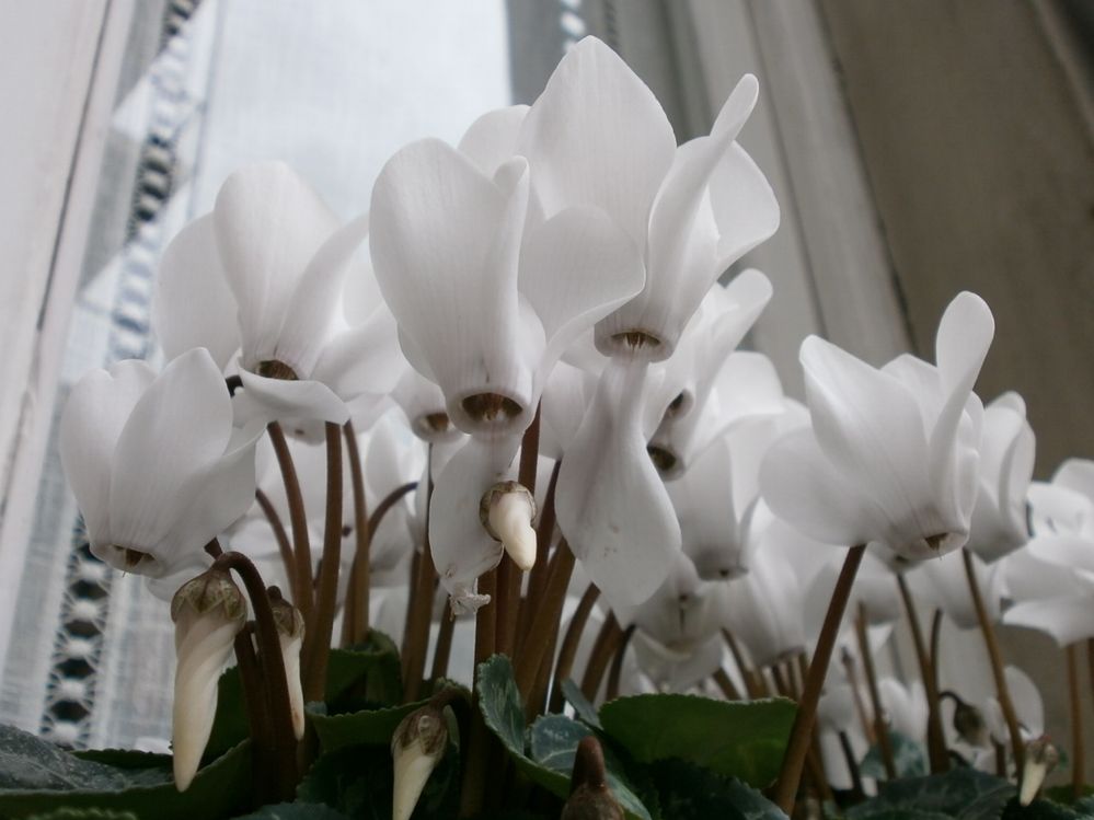 Eleganti Ciclamini bianchi - foto dell'autrice
